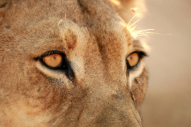 istock Lion in Kgalagadi 147036233