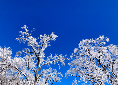 Frosty White Winter Trees; Blue Sky Background. Copy space available.