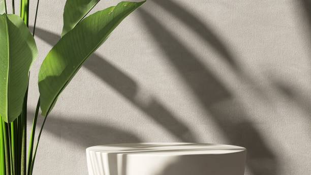 Minimal, modern matte white round stone podium, tropical banana tree in sunlight on concrete wall