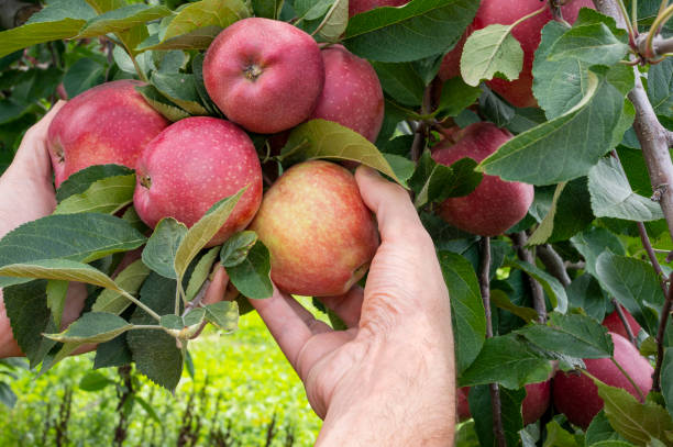 istock Two hands picking red delicious apples from tree. Apple orchard, harvest time. 1470363056