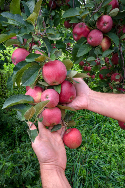 istock Gardener's hands picking delicios red apples from tree. Apple orchard, harvest time. 1470363134