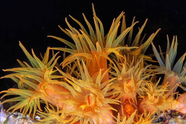 istock Orange cup coral,Tubastraea coccinea, 1470363314
