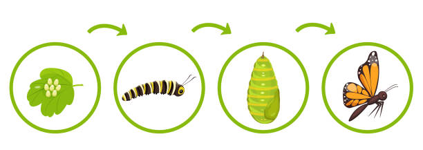 illustrazioni stock, clip art, cartoni animati e icone di tendenza di ciclo di vita della farfalla. infografica della trasformazione del bruco dal bozzolo. illustrazione vettoriale della metamorfosi degli insetti. - scale insect