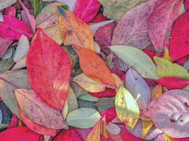 istock Autumn leaves in forest 1470363393