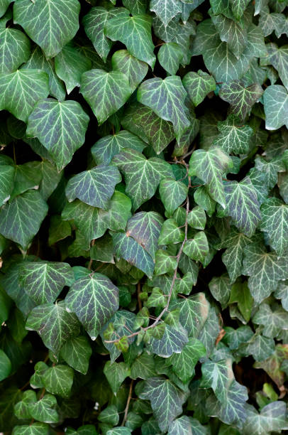 istock Green ivy background, botanical facade, closeup 1470363448