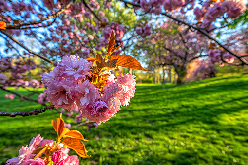 Flowering Japanese cherry tree in early spring in Central Park, New York City