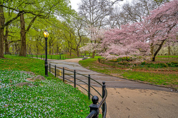 istock Central Park in spring, early morning 1470363510