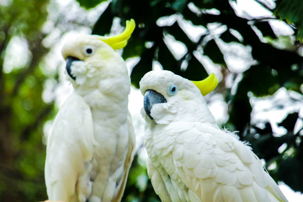 istock close-up 2 cockatoo at at the zoo 1470363627