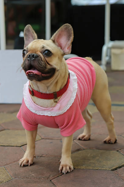 istock A bulldog dressed up in a dog park 1470363648
