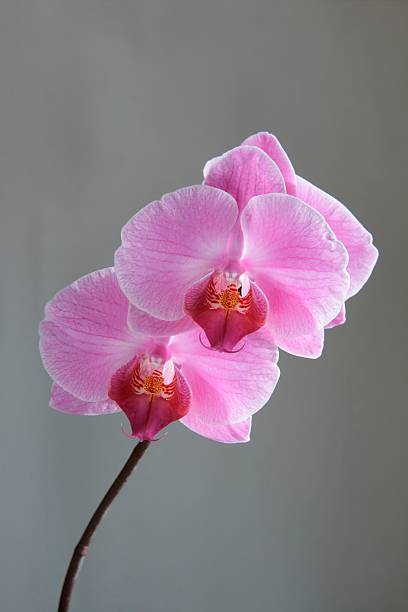 Pink orchids stock photo