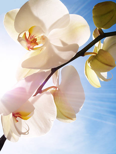 istock orchid on the blue, sunny sky 147036433
