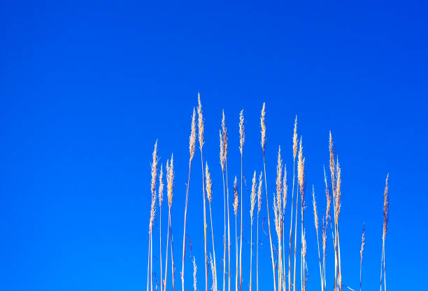 Southwest USA: Gamma Grass, Vibrant Blue Sky