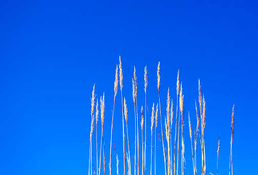 Southwest USA: Gamma Grass, Vibrant Blue Sky