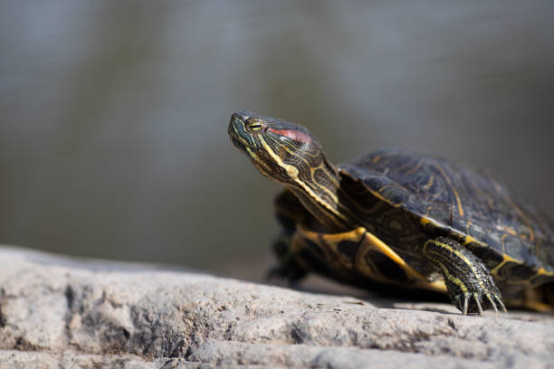istock Water turtle on stone at lake, close-up macro 1470365326