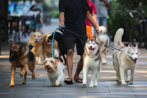 shepherd dogs of various types of dogs are very cute on the road - parade rest imagens e fotografias de stock