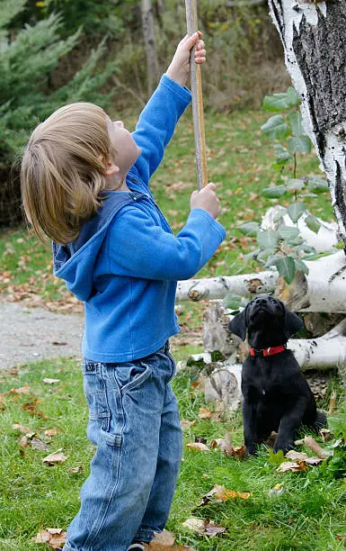 A young boy and his puppy see what they can shake down from the trees