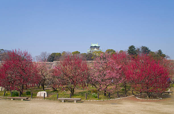 It takes a picture of the plum grove in the Osaka castle