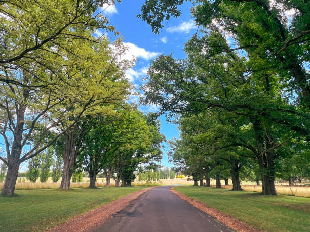 istock Elm Trees on a Country Road 1470367490