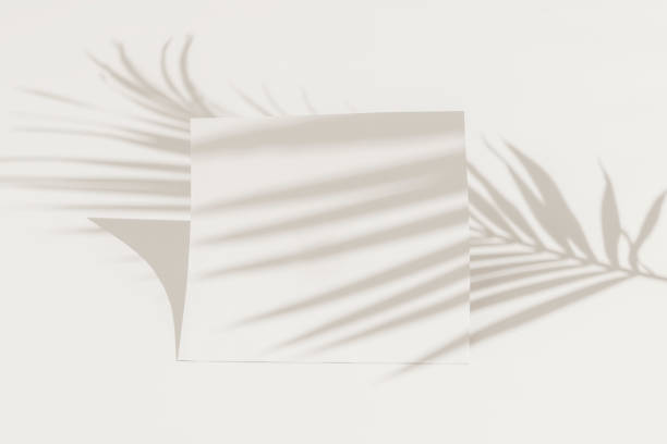 istock Minimalist mockup with soft shadows from a palm tree branch. 1470367815