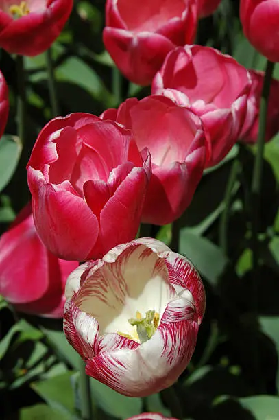 Four red tulips with fifth pink and white in a row