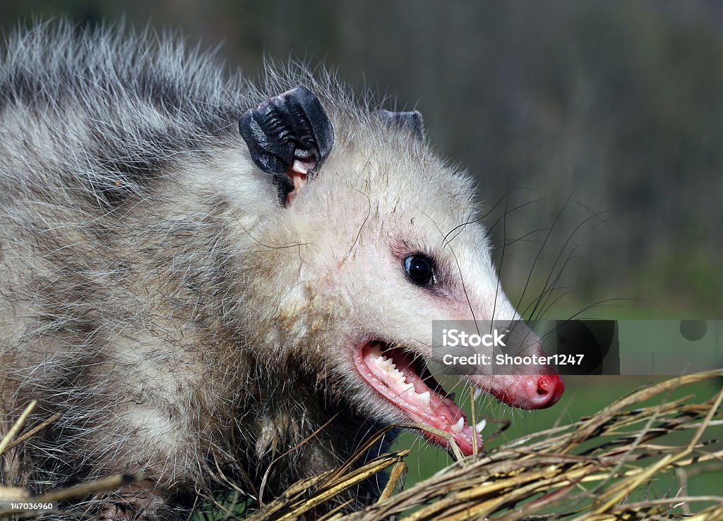 Opossum - Foto stock royalty-free di Opossum