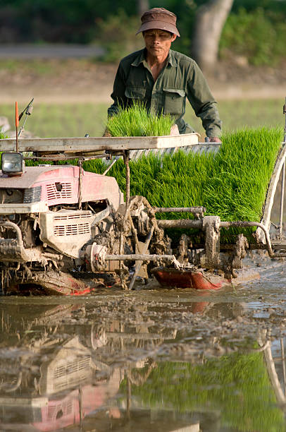 istock Rice Planter and Farmer in Taiwan 147037021