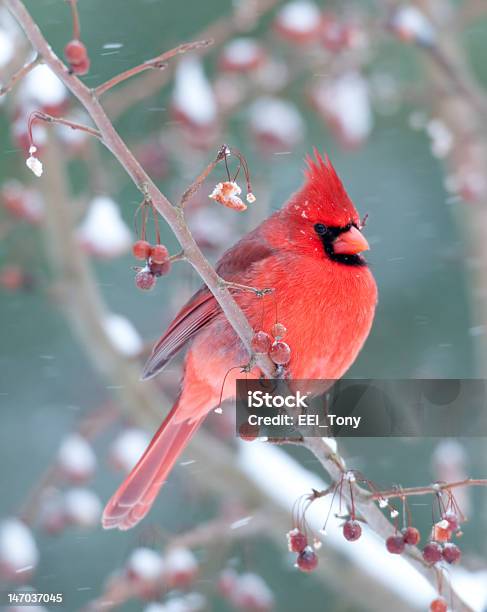 Cardinale Rosso E La Luce Neve In Inverno - Fotografie stock e altre immagini di Cardinale - Uccello - Cardinale - Uccello, Inverno, Neve