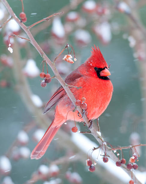 Northern Cardinal and light snow in winter Northern cardinal perched on a branch during light winter snow cardinal bird stock pictures, royalty-free photos & images