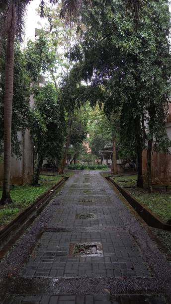 istock a road with lots of trees around 1470370524