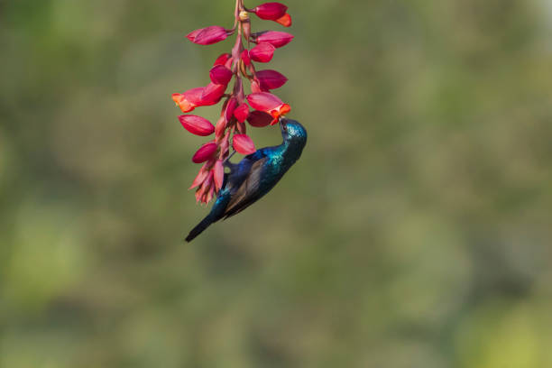 istock Purple Sunbird on flower in a green blurred background. 1470370751
