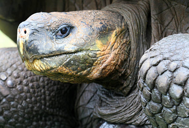 istock Close up Giant Galapagos Tortoise 147037106