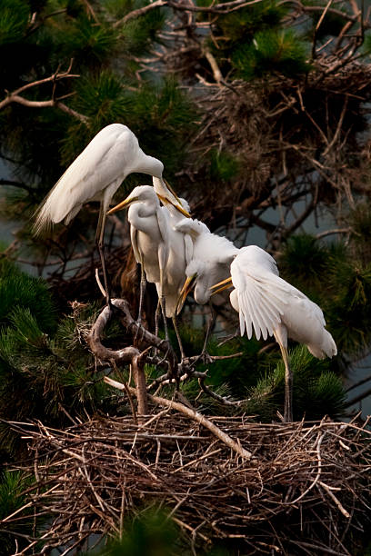 Egrets Family stock photo
