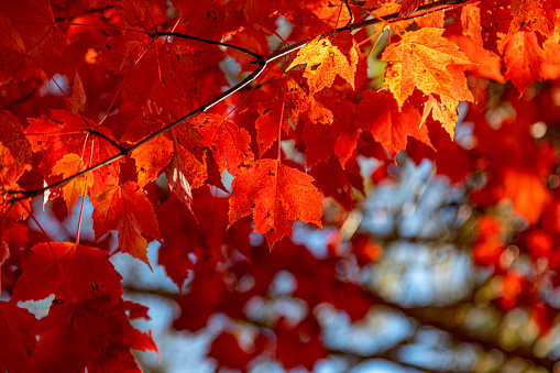 Fall color foliage hits western Pennsylvania
