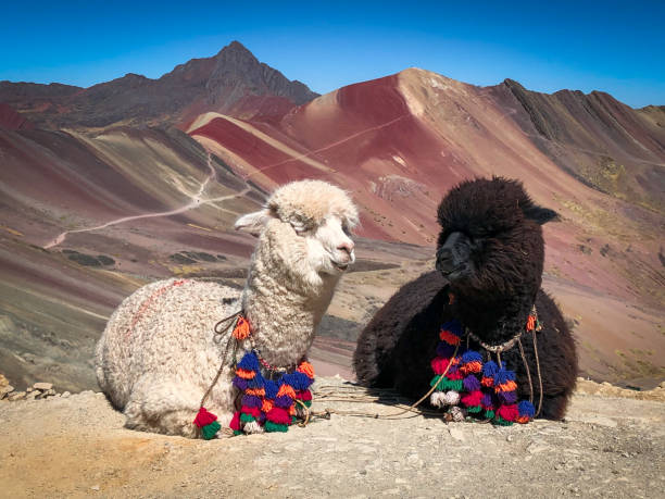 istock Alpacas in the Rainbow Mountains 1470374755