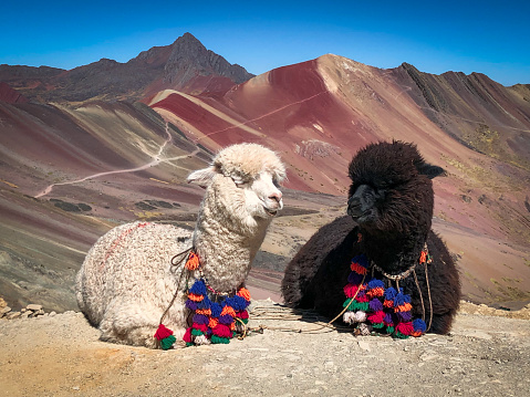 Alpacas sun bath in the Rainbow Mountains Peru