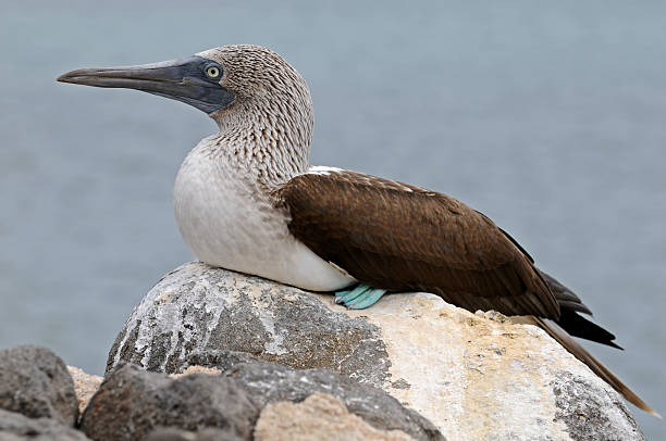 istock Blue-footed booby is sitting on the rock 147037506