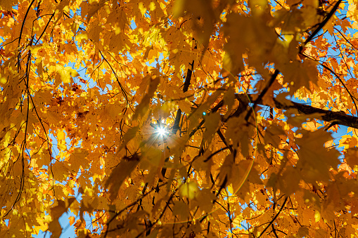 Fall color foliage hits western Pennsylvania