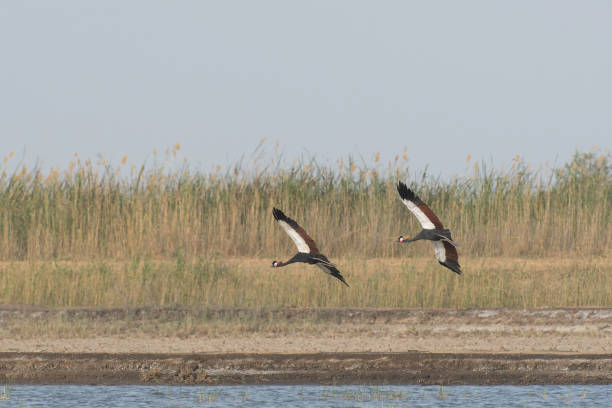 istock Pair of black crowned cranes flying 1470375690