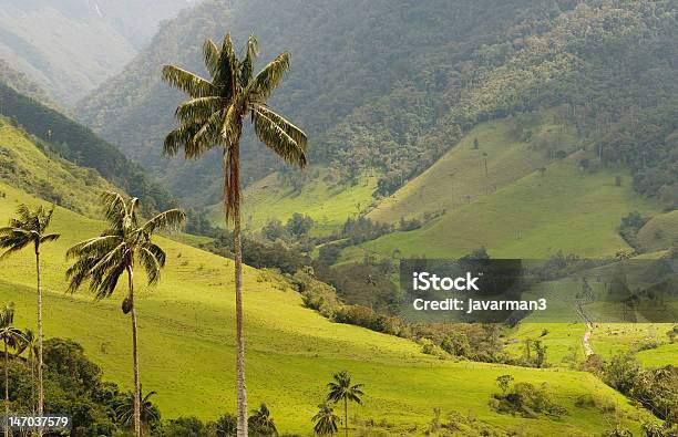 Tall Palm Trees In A Green Mountainous Area Stock Photo - Download Image Now - Palm Tree, Wax, Colombia