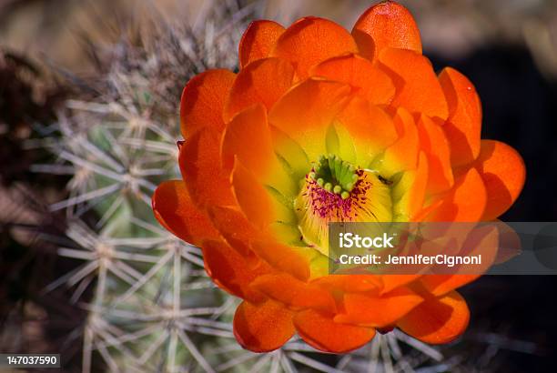 Triturar De Naranja Foto de stock y más banco de imágenes de Aguja - Parte de planta - Aguja - Parte de planta, Amarillo - Color, Cactus