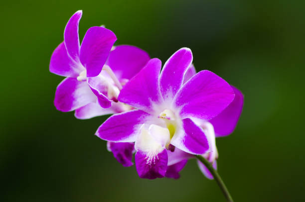 istock Purple orchid flower 1470377066