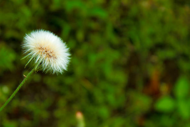 istock Fluffy white seed head, Common Sowthistle (Sonchus oleraceus) and blurred nature background. Right Copy space 1470377369