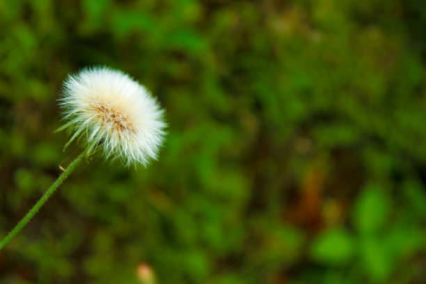 istock Fluffy white seed head, Common Sowthistle (Sonchus oleraceus) and blurred nature background. Right Copy space 1470377455
