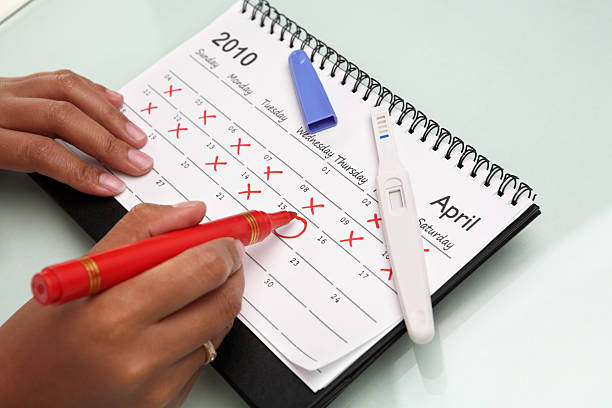 istock Hand cricling calendar with pregnancy test 147037752