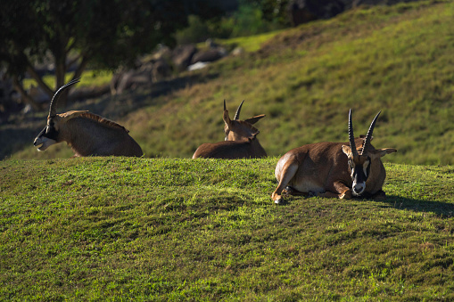 This image shows a group of wild oryx laying down in hilly grassy plains.