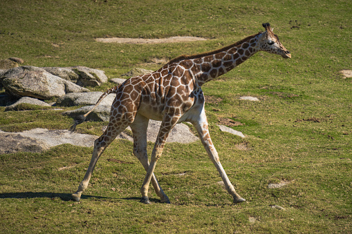 This image shows a wild giraffe walking with large strides through a safari landscape.