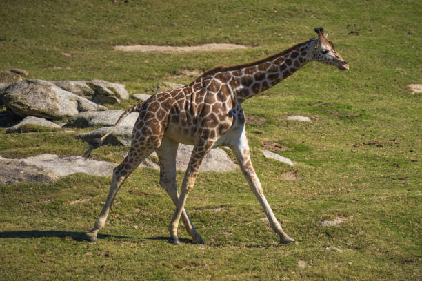 giraffe legs stock photo