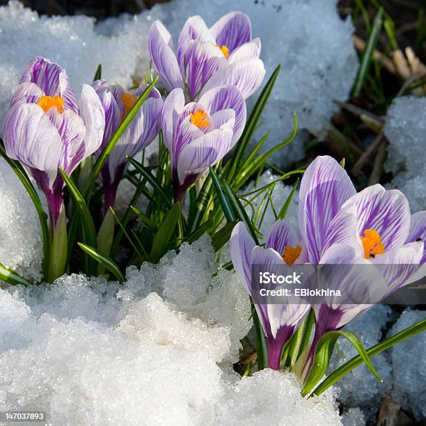 花のパープルのクロッカスの雪 - クロッカスのストックフォトや画像を多数ご用意 - クロッカス, スクエア, 人物なし