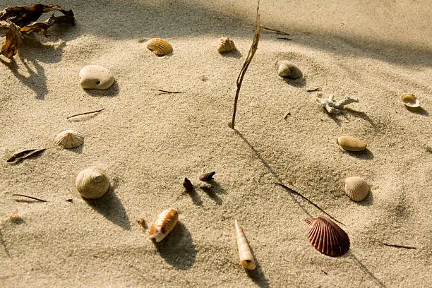 Sundial on beach made of seashells, stones and a twig.