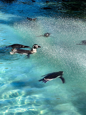 A close up of a penguin in water paddling around.